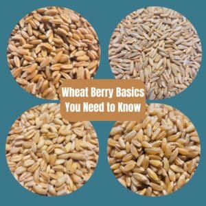 4 pictures of wheat berries