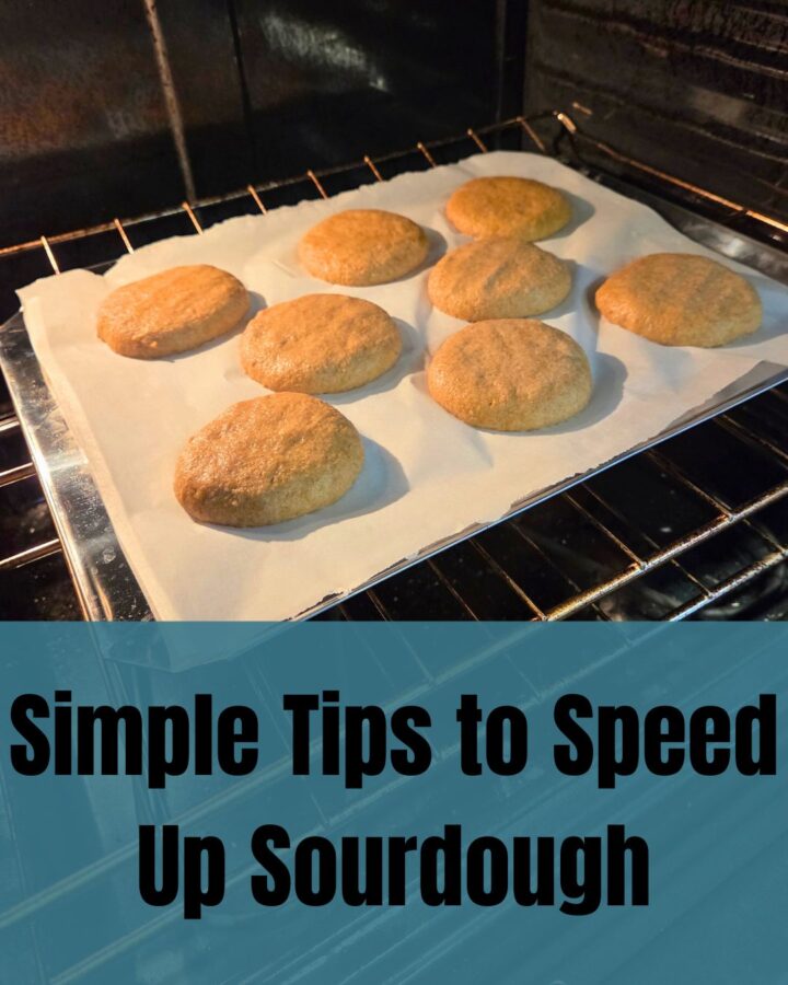 sourdough buns on a pan in the oven